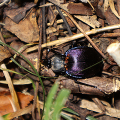 Scaphinotus elevatus