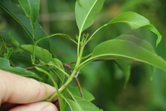 Ehretia saligna membranifolia