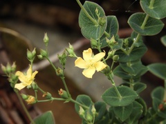Hypericum connatum