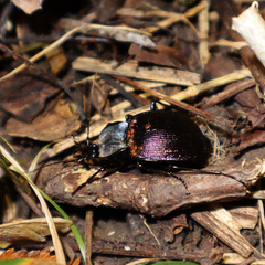 Scaphinotus elevatus