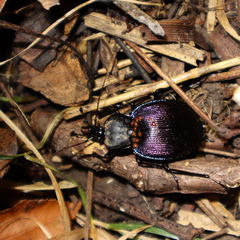 Scaphinotus elevatus