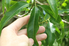 Ehretia saligna membranifolia