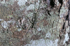 Phricta spinosa