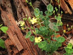 Hypericum connatum
