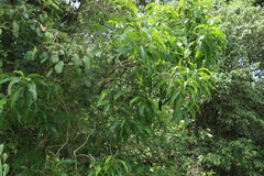 Ehretia saligna membranifolia