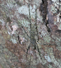 Phricta spinosa