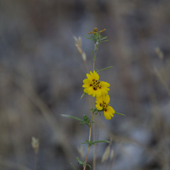 Calycadenia truncata