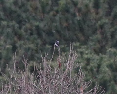 Pericrocotus tegimae