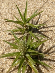 Cyperus pedunculatus