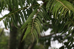 Ailanthus triphysa