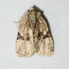 Oligia modica