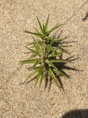 Cyperus pedunculatus