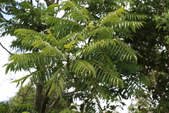 Ailanthus triphysa