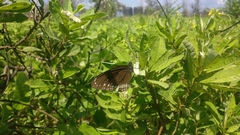 Euploea core