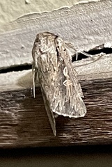 Persectania dyscrita