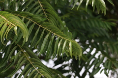 Ailanthus triphysa
