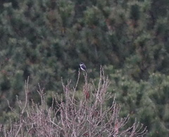 Pericrocotus tegimae