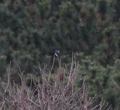 Pericrocotus tegimae