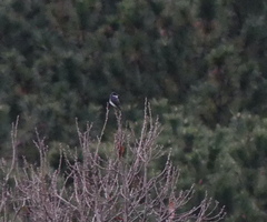 Pericrocotus tegimae