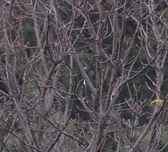 Pericrocotus tegimae