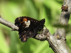 Nelia nemyroides