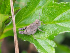 Trilophidia annulata