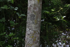 Ailanthus triphysa