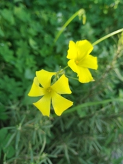 Oxalis pes-caprae