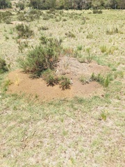 Acromyrmex crassispinus