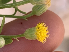 Perityle tenella