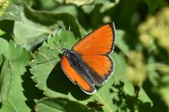 Lycaena hippothoe eurydame