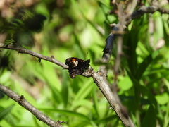 Nelia nemyroides