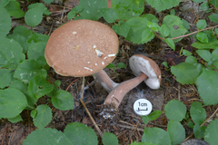 Austroboletus gracilis