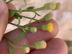 Perityle tenella
