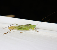 Neoconocephalus robustus