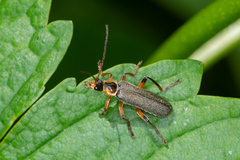 Cantharis nigricans