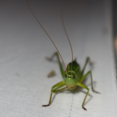 Neoconocephalus robustus