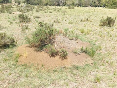 Acromyrmex crassispinus