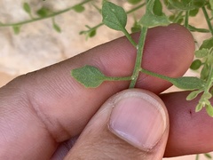 Perityle tenella