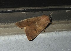 Xylenini