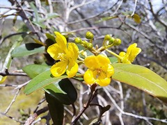 Stigmaphyllon angustifolium