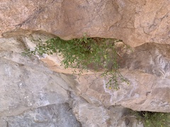 Perityle tenella