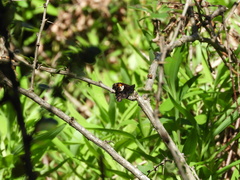 Nelia nemyroides