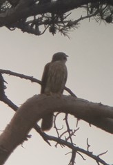 Hierococcyx hyperythrus