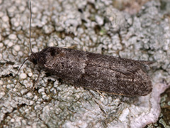 Tortricodes alternella