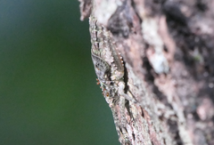 Phricta spinosa