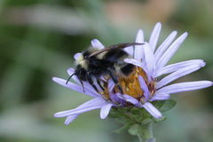 Bombus flavidus flavidus