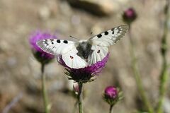 Parnassius phoebus sacerdos