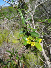 Stigmaphyllon angustifolium
