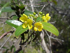 Stigmaphyllon angustifolium